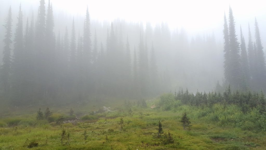 View of a cloudy meadow on Mt. Revelstoke
