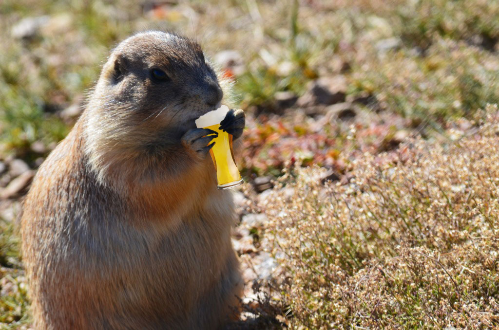 prairie-dog-drinking-beer Prairie Dog Blue T-Shirt w/$35 Poutine