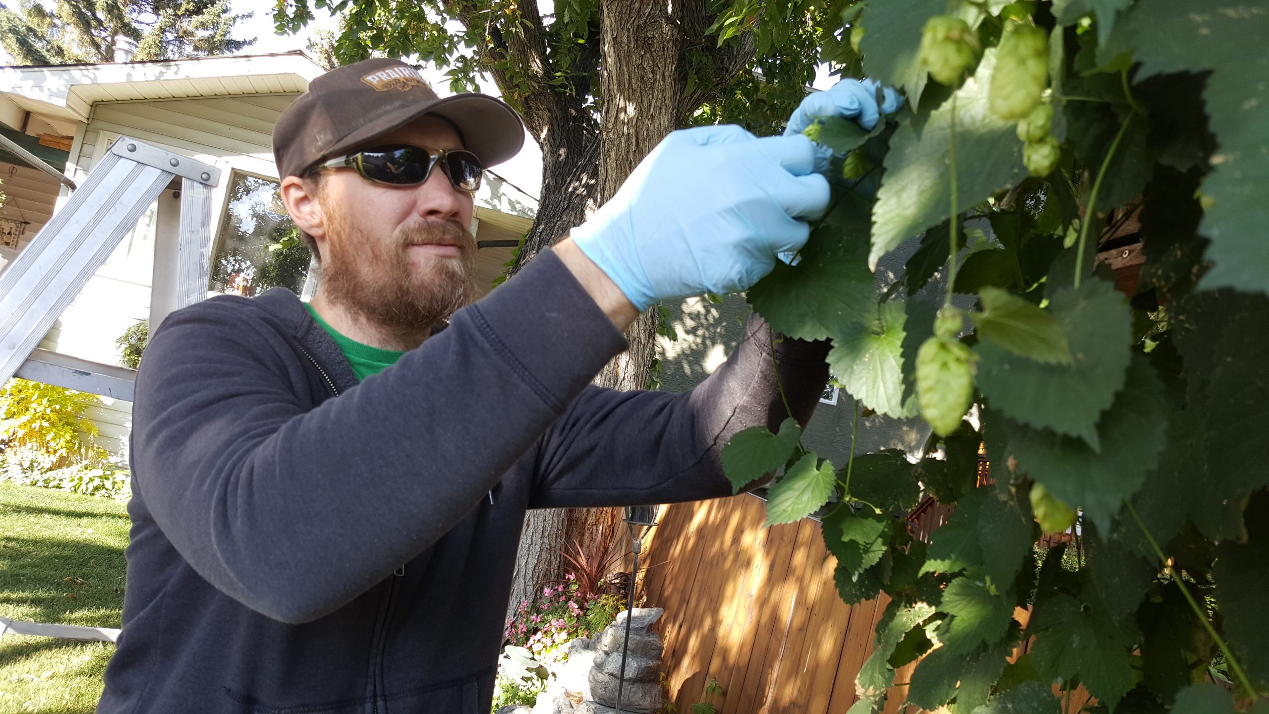 Founder Jay picks hops from a friend's back yard.