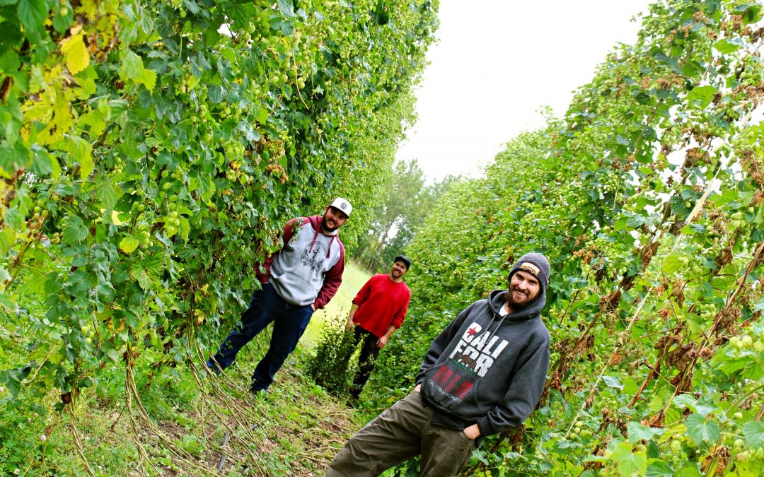 Prairie Dog Brewing founder Ty Potter stands in the Water Valley Hops hop yard during the 2020 hop harvest. Prairie Dog brewer Curtis Grieb and hop yard owner Nick Pereversoff stand further behind.
