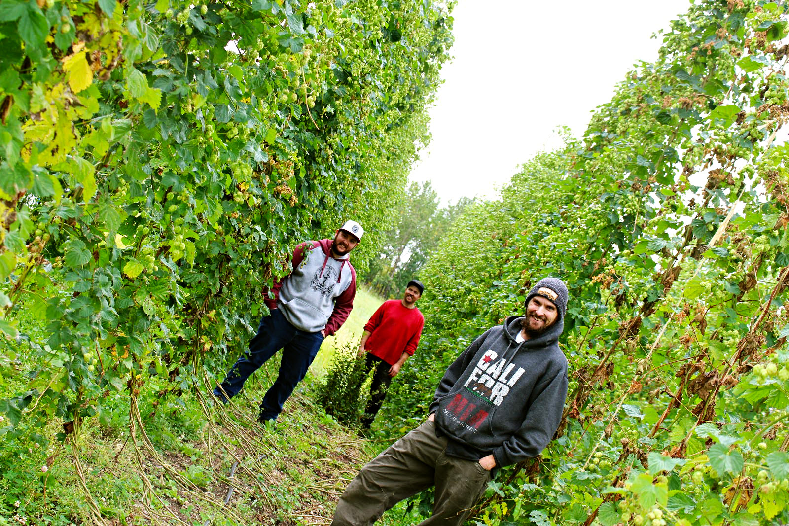 Prairie Dog Brewing founder Ty Potter stands in the Water Valley Hops hop yard during the 2020 hop harvest. Prairie Dog brewer Curtis Grieb and hop yard owner Nick Pereversoff stand further behind.