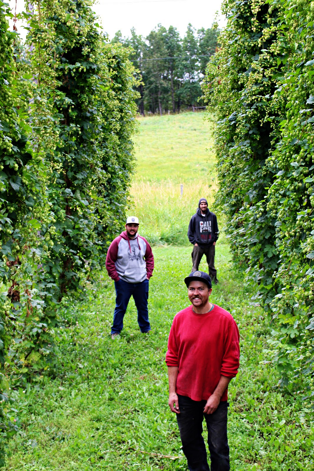 Nick Pereversoff stands in the foreground in the middle of his hop yard, at Water Valley Hops. Prairie Dog Brewing's Curtis Grieb (brewer) and Tyler Potter (founder) stand in the background.