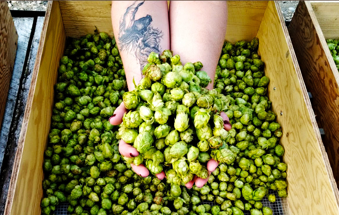Hands hold a large bundle of freshly-picked and de-vined Water Valley Hops.